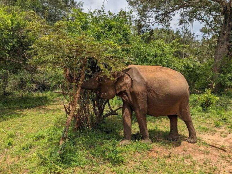 from-hambantota-harbor-bundala-national-park-safari-private