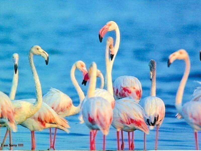from-hambantota-harbor-bundala-national-park-safari-private