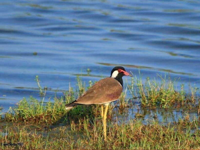 from-hambantota-harbor-bundala-national-park-safari-private