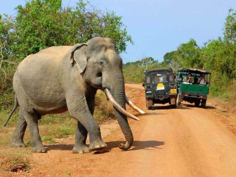 from-hambantota-harbor-bundala-national-park-safari-private