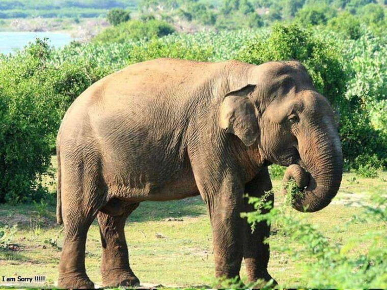 from-hambantota-harbor-bundala-national-park-safari-private