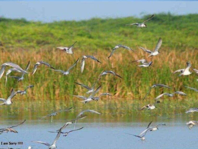 from-hambantota-harbor-bundala-national-park-safari-private