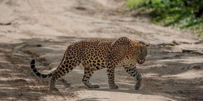 from-hambantota-lunugamvehera-national-park-wild-safari