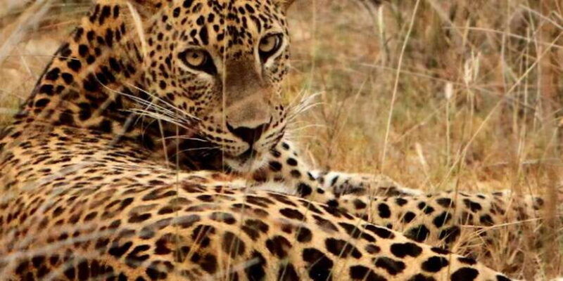 from-hambantota-lunugamvehera-national-park-wild-safari