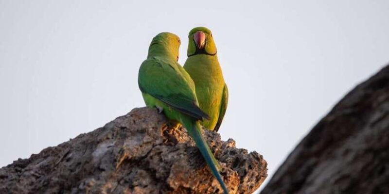 from-hambantota-lunugamvehera-national-park-wild-safari
