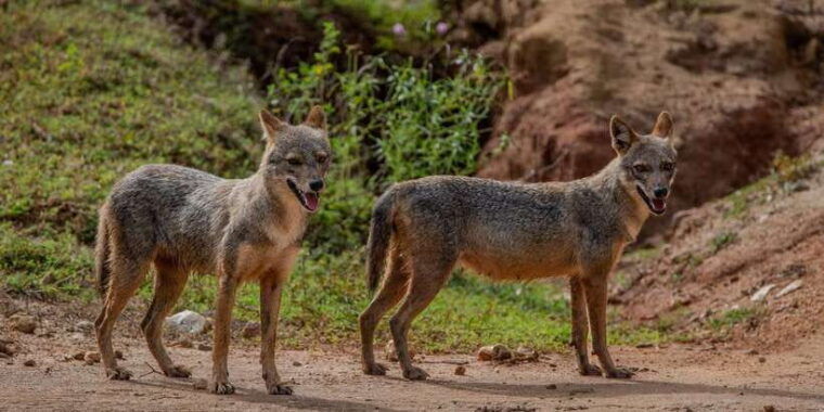 from-hambantota-lunugamvehera-national-park-wild-safari
