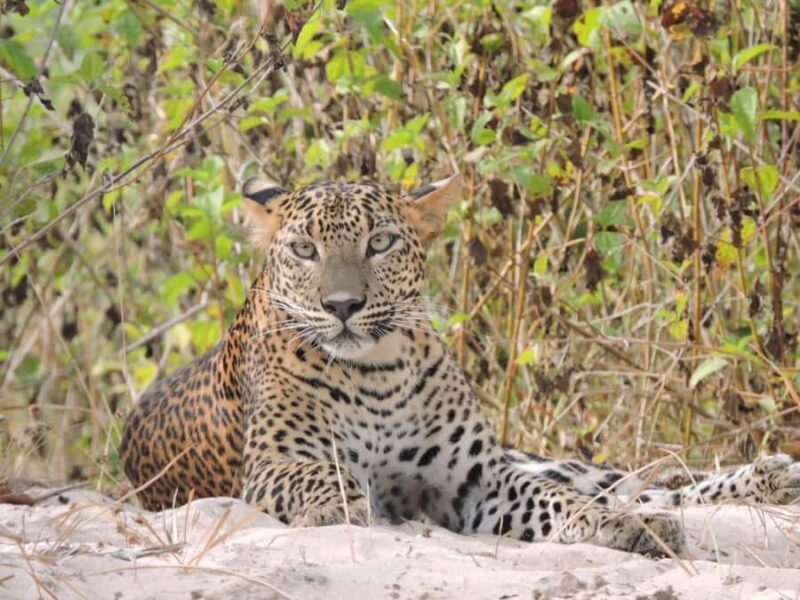 From Hambantota Port: All Inclusive Half Day Safari in Yala - Key Points