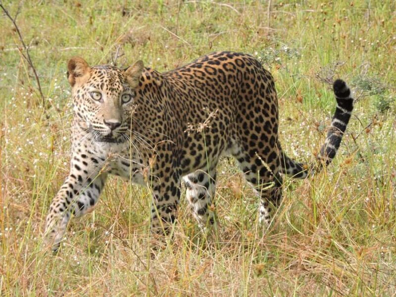 From Hambantota Port: All Inclusive Half Day Safari in Yala - Exploring the Yala Safari Experience