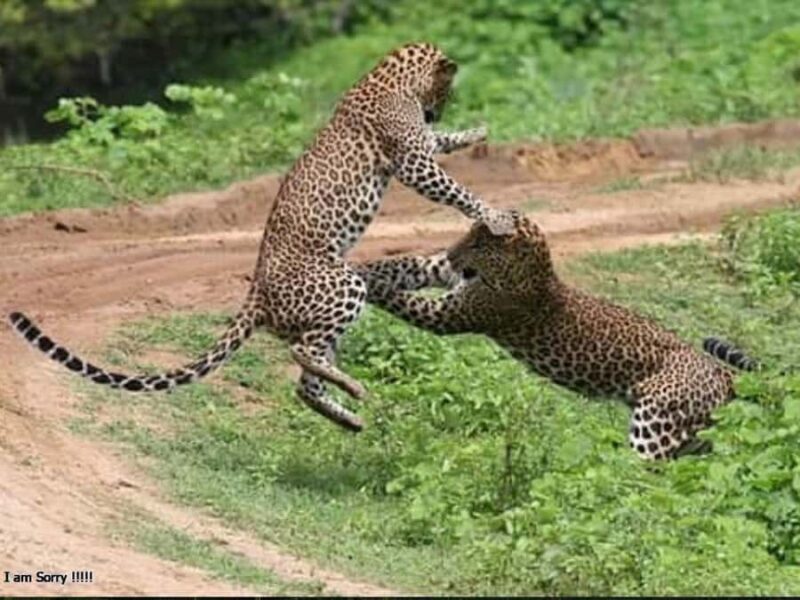 From Hambantota Port: All Inclusive Half Day Safari in Yala - FAQs