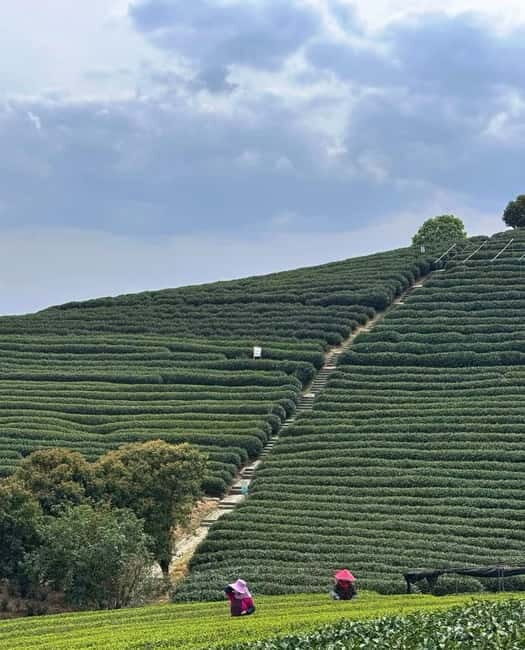 From Hangzhou: Longwu Tea Village, Longmen Town & Dam Tour - FAQ
