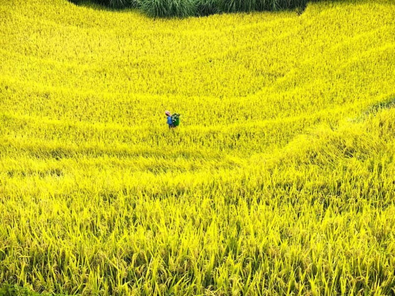 From Hanoi: 2-Day Mu Cang Chai and Khau Pha Pass Tour - FAQ