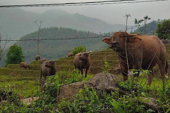 From Hanoi: 2-Day Sapa Scenic Highlands with overnight Homestay - The Sum Up: Who Will Love This Tour?