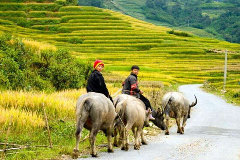 from-hanoi-5-day-northern-sapa-ninh-binh-halong-bay-tour