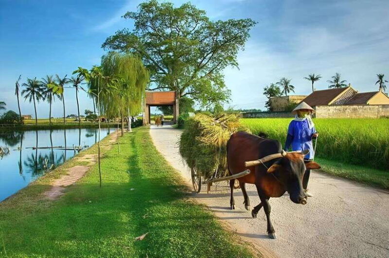from-hanoi-duong-lam-village-private-tour-in-half-day