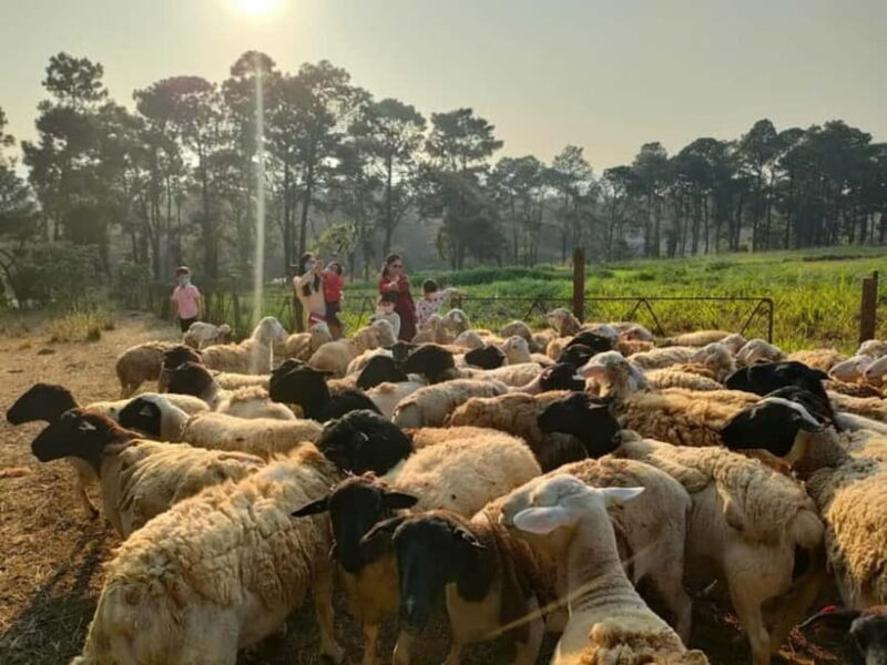 From Hanoi: Full-Day Authentic Vietnam Farming Tour - Exploring the Full-Day Authentic Vietnam Farming Tour in Detail