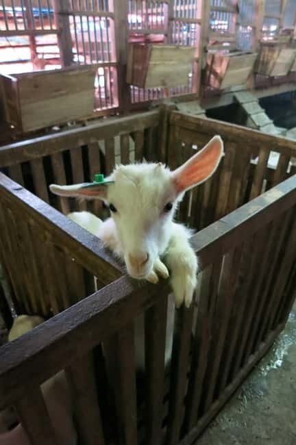 From Hanoi: Full-Day Authentic Vietnam Farming Tour - Value for Money