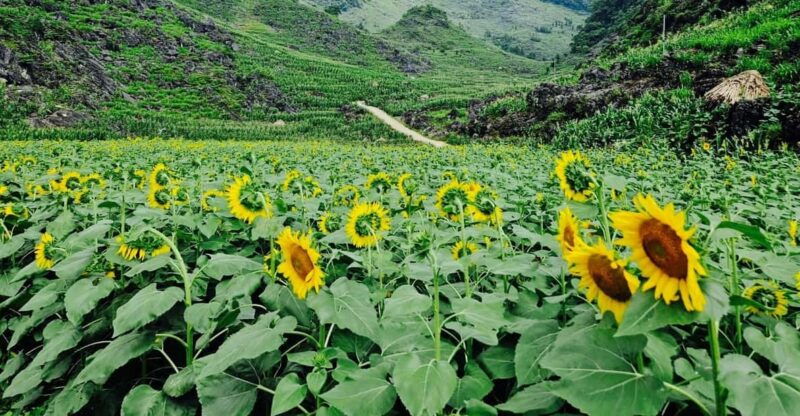 from-hanoi-ha-giang-loop-3d2n-hong-hao