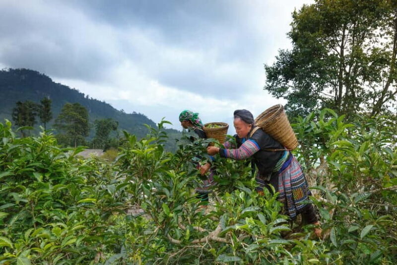 From Hanoi: Moc Chau 3-Day Guided Tour - An Authentic Look at the Moc Chau 3-Day Tour