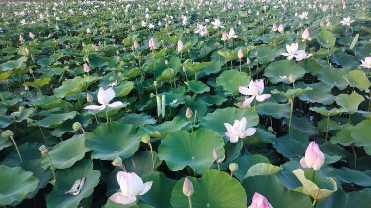 from-hanoi-ninh-binh-hoa-lu-tam-coc-boat-trip-mua-cave