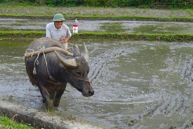 From Hanoi: THE BEST Day Trip to Mai Chau Explore Rural Villages - An In-Depth Look at the Mai Chau Day Trip