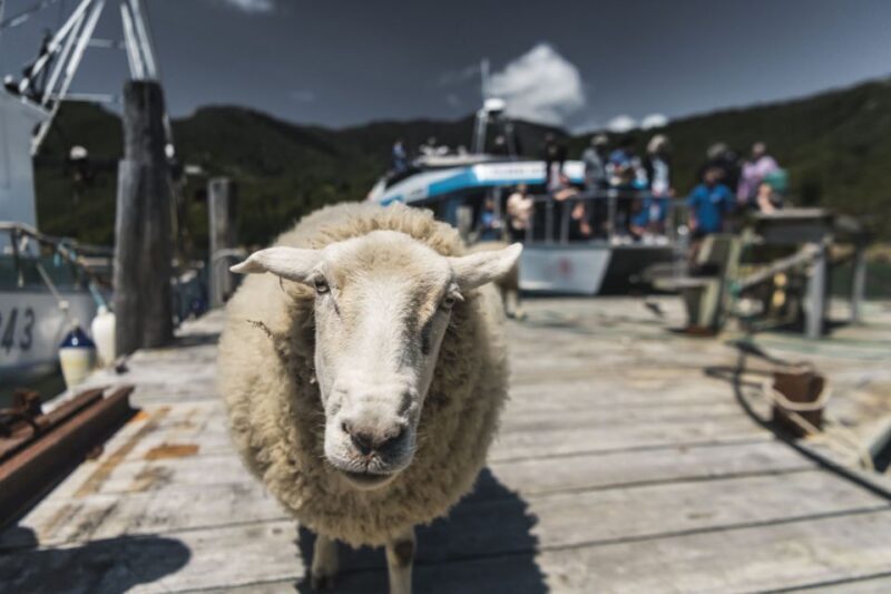 From Havelock: Marlborough Sounds Mail Boat Full-Day Cruise - From Havelock: Marlborough Sounds Mail Boat Full-Day Cruise Review