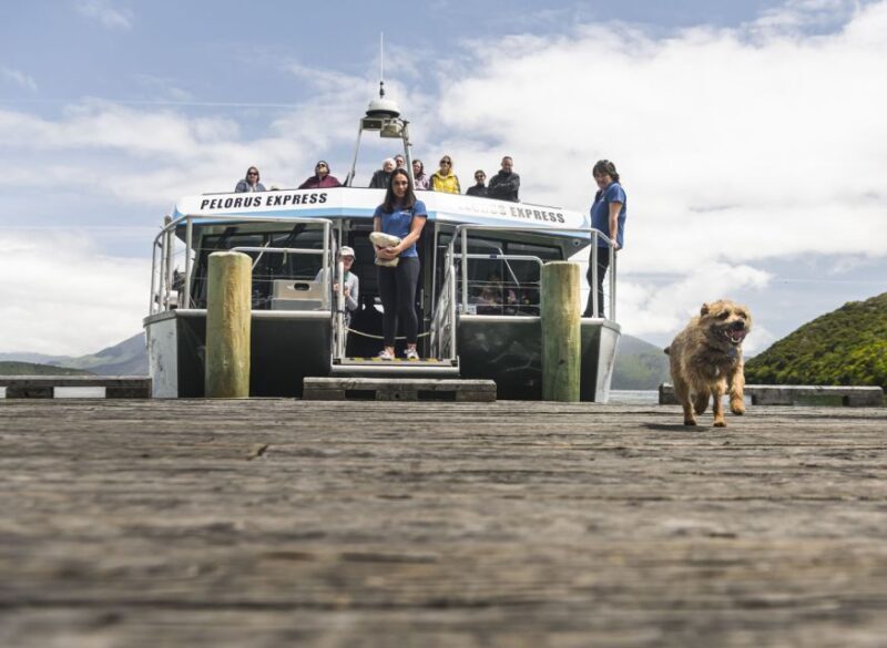 From Havelock: Marlborough Sounds Mail Boat Full-Day Cruise - Who Is This Tour Perfect For?