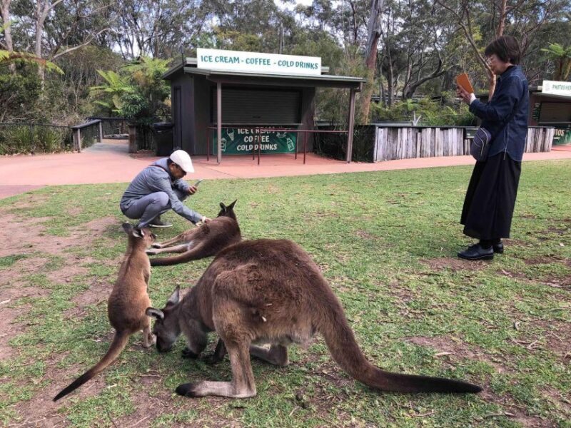 From Haymarket: Hunter Valley Wine and Wildlife Day Trip - Why This Tour Works Well