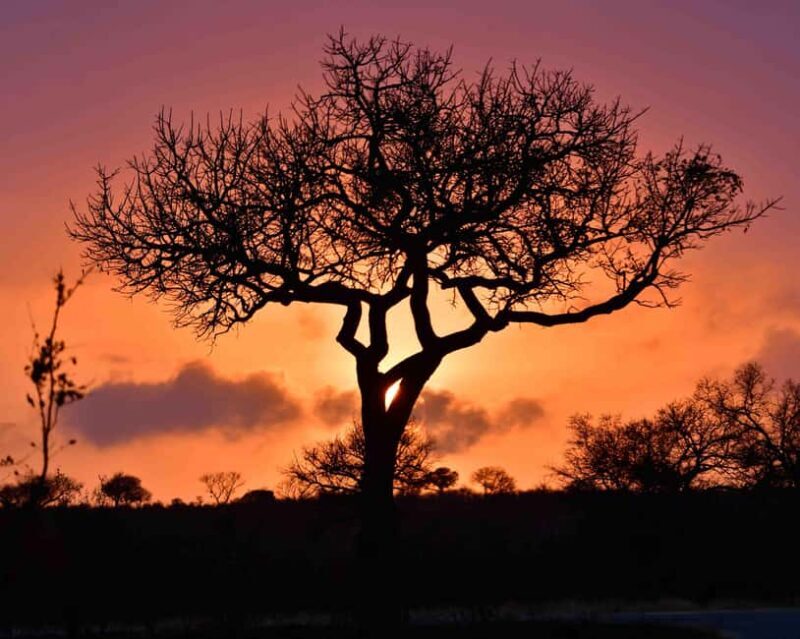 From Hazy View: Full Day Kruger National Park Safari - The Experience of the Guides and Vehicles
