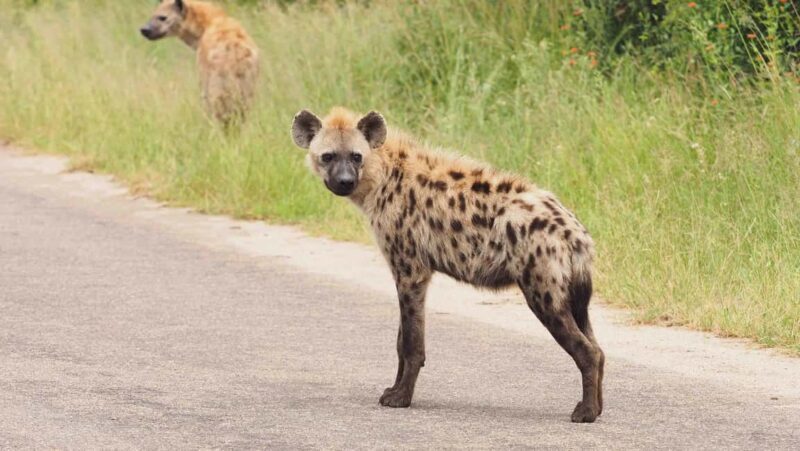 From Hazy View: Full Day Kruger National Park Safari - Practical Details and Tips