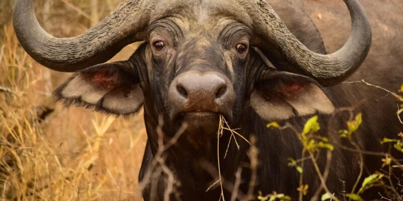 From Hazy View: Full Day Kruger National Park Safari - FAQ