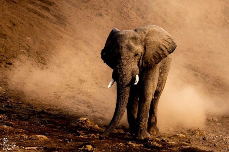 From Hazyview: Kruger National Park Morning Half-Day Safari - Key Points