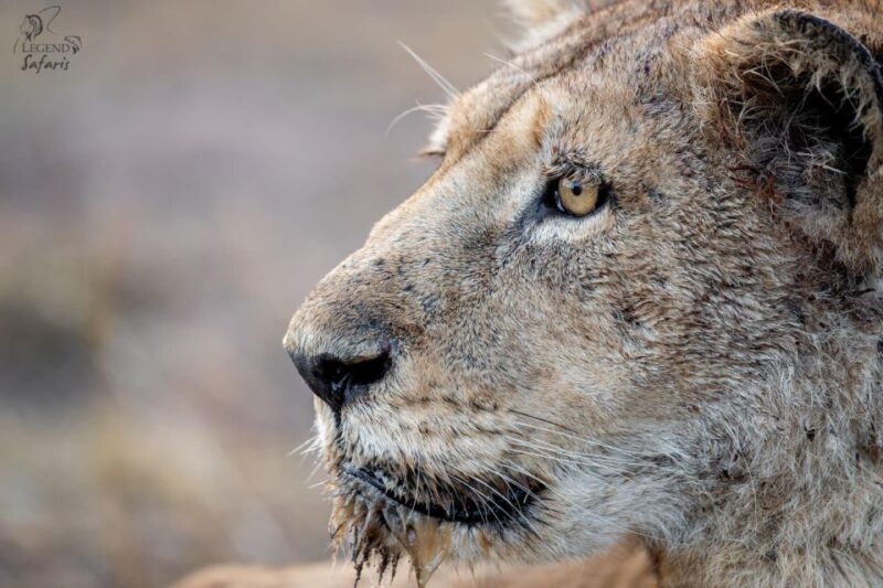 From Hazyview: Kruger National Park Morning Half-Day Safari - An In-Depth Look at the Safari Experience