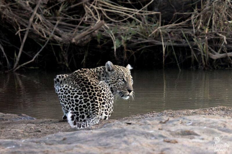 From Hazyview: Kruger National Park Morning Half-Day Safari - Price and Value