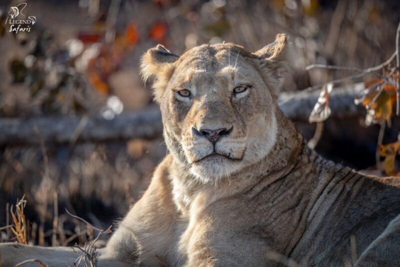 From Hazyview: Kruger National Park Morning Half-Day Safari - The Sum Up