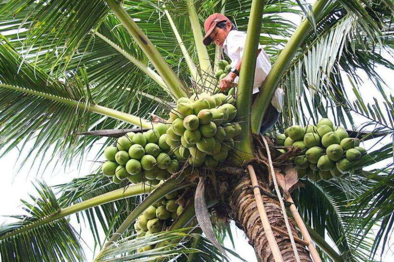 from-hcm-2-day-tour-mekong-delta-cai-rang-floating-market