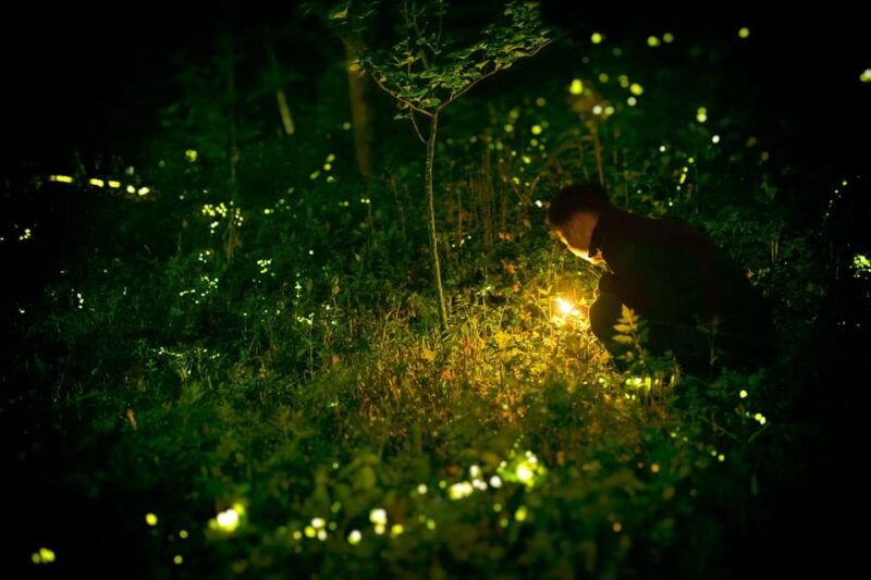 from-hcm-mekong-delta-my-tho-ben-tre-fireflies