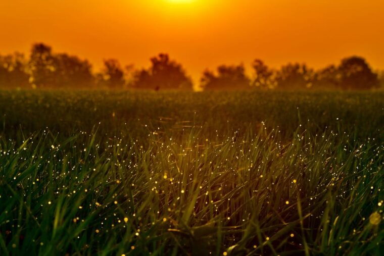 from-hcm-mekong-delta-my-tho-ben-tre-fireflies