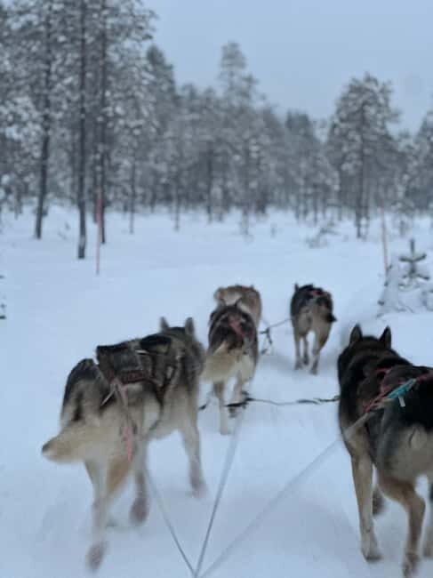 From Helsinki: 7-Day Lapland Northern Lights Tour - Key Points