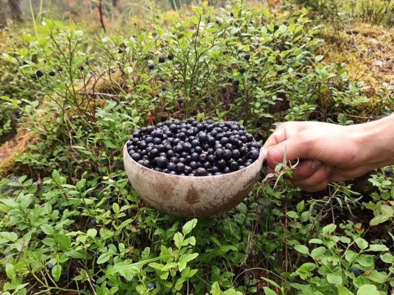 from-helsinki-berry-picking-day-trip-in-a-national-park