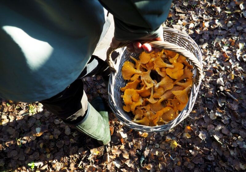 from-helsinki-mushroom-hunting-tour-in-a-national-park