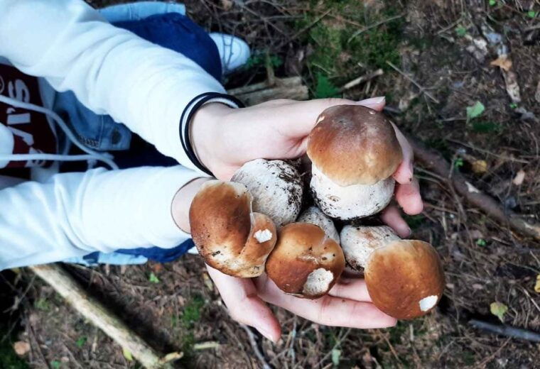 from-helsinki-mushroom-hunting-tour-in-a-national-park