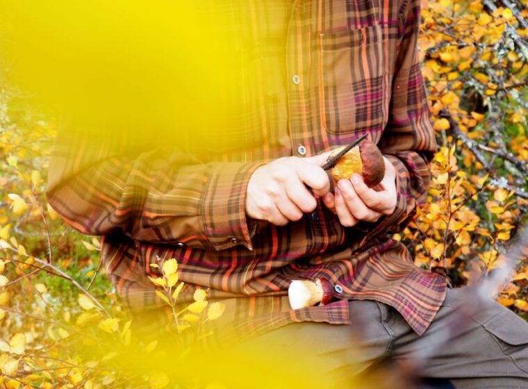 from-helsinki-mushroom-hunting-tour-in-a-national-park