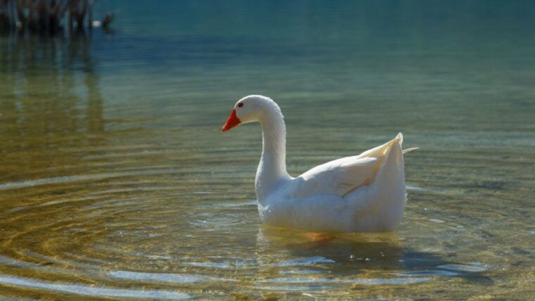 from-heraklion-chania-town-kournas-lake-and-rethymno-tour