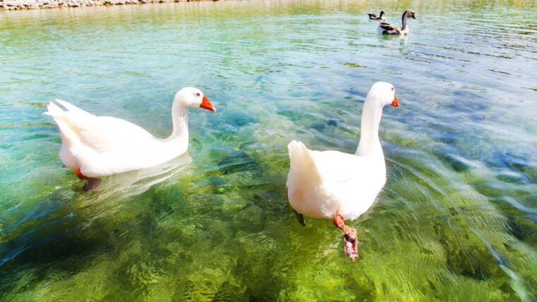 from-heraklion-chania-town-kournas-lake-and-rethymno-tour