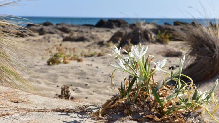 from-heraklion-elafonisi-beach-day-tour-with-pickup