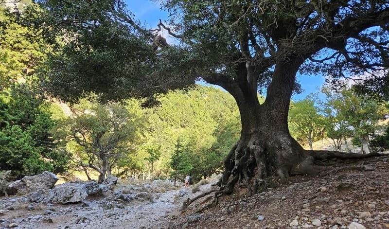 From Heraklion: Imbros Gorge Private Tour - Key Points