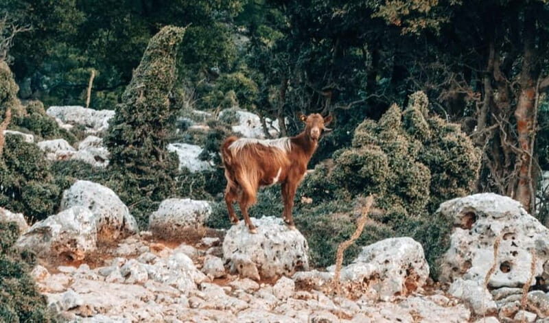 From Heraklion: Imbros Gorge Private Tour - What Makes This Tour Stand Out?