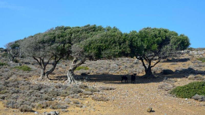From Heraklion: Palm Forest Beach of Vai, Toplou & Sitia - What’s Included and What’s Not