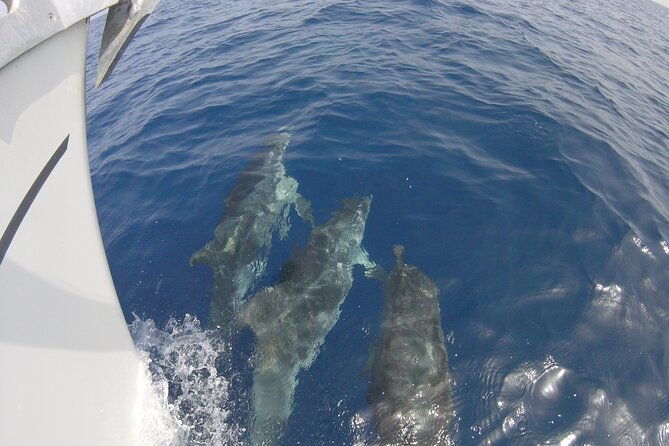 from-heraklion-small-group-6-hours-sailing-trip-to-dia-island