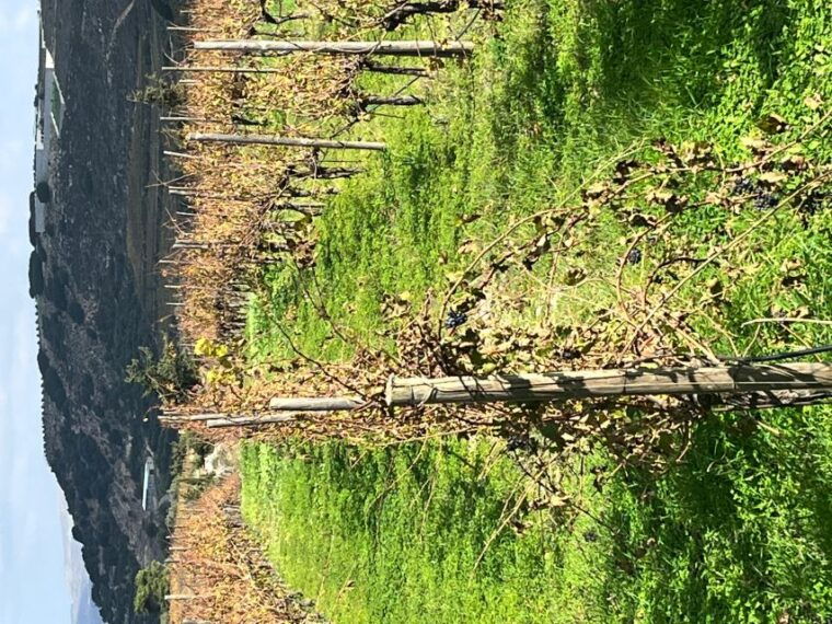 from-heraklion-wine-tasting-experience-at-lyrarakis-winery